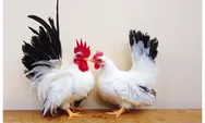 Keuntungan Memelihara Ayam Kecil yang Ideal untuk Halaman Rumah Urban