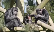 Simpanse, Kera Pintar yang Bisa Obat Luka Pakai Serangga