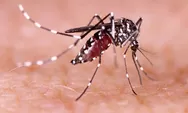 Apakah Nyamuk Wolbachia Solusi untuk Mengatasi DBD, Zika, dan Chikungunya?
