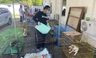Jelang Gelaran WWF, Distan Denpasar Vaksinasi Rabies Anjing Liar di Kelurahan Serangan