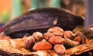 Meskipun Pahit, Cokelat Alami dari Buah Kakao Berkhasiat untuk Mencegah Penyakit Salah Satunya Menjaga Kesehatan Jantung