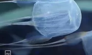 Hindari dan Jangan Sentuh Hewan Laut Ini, Bisa-bisa Terkena Racunnya yang Mematikan