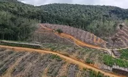 Deforestasi di Indonesia Capai 257.384 Hektare sepanjang 2023, Terluas Terjadi di Kalimantan