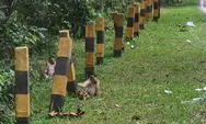 Banyak Satwa Liar Harus Direlokasi, Mulai Banteng hingga Orangutan di IKN