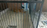 Pemilik Harimau yang Bikin Satu Orang Tewas Itu Dituntut Tiga Bulan