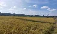Wujudkan Lumbung Pangan, Tenggarong Seberang Terus Penuhi Kebutuhan Sektor Pertanian