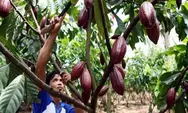 Harga Lagi Melambung Berlipat-lipat, Petani Kakao di Berau Untung Besar