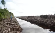 Mengungkap Jejak Pembabatan Hutan Alam di Kalimantan, Satwa Kehilangan Ekosistem dan Pemiskinan Warga