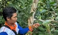Mengenal Kopi Liberika Sepaku Asal IKN, Terkenal Bandel di Segala Iklim