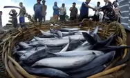 Konsumsi Ikan Balikpapan Kalah dari Kukar, DKP Kaltim Soroti Kesenjangan Antar-Daerah