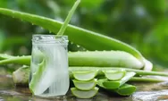 4 Manfaat Aloe Vera: Rahasia Hijau yang Tak Hanya untuk Luka Bakar