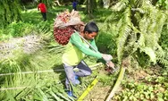 Harga CPO dan Kernel di Pasar Global Melonjak, Harga TBS Sawit Ikut Terdongkrak