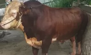 Kabupaten Paser Kebagian Sapi Jenis Simental dari Presiden Prabowo, Segini Beratnya