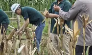 Panen Perdana Jagung, Grup Astra Agro Lestari di Kutim Wujudkan Komitmen Ketahanan Pangan Nasional