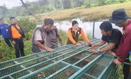 Tiga Buaya Besar Muncul di Sumber Air Warga di PPU, BKSDA Kaltim Pasang Jebakan