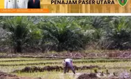 Alih Fungsi Lahan di PPU Semakin Mengkhawatirkan, Nyaris Seribu Hektare Sawah Sudah Jadi Kebun Sawit, Pemkab Lakukan Ini
