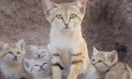 Felis Margarita, Spesies Kucing yang Tinggal di Gurun dan Susah Dipelihara