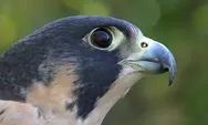 Mengenal Peregrin Falcon, Sang Raja Kecepatan di Udara