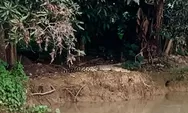 Buaya Asyik Berjemur di Amuntai, Warga yang Malah Gemetar