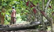 Cokelat Berau Semakin Terkenal, Disbun Target Tambah 100 Hektare Perkebunan Kakao Tiap Tahun   