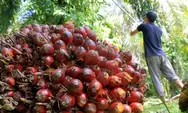 BPS Ungkap Riau Punya Kebun Sawit Paling Luas Se-Indonesia, 3 Provinsi di Kalimantan Masuk 5 Besar