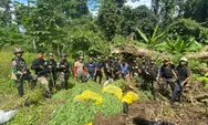 Satgas 122/TS Temukan Lahan Ganja Siap Panen Di Waris 