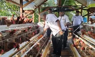  Wali Kota Jayapura Apresiasi Usaha Pertenakan Ayam Telur di Kampung Waena