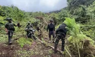 Satgas Gabungan Temukan Empat Kebun Ganja di Pegunungan Bintang