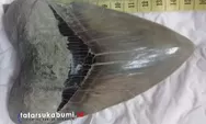 Temuan Fosil Megalodon Surade Sukabumi Tempat Bermain Hiu Purba