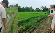 Aksi Nekat Maling Motor di Sasagaran Kebonpedes Sukabumi, Motor Digotong Lewat Sawah
