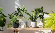 5 Panduan Lengkap Merawat Tanaman Hias Indoor
