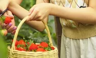 La Fresa Farm, Tempat Wisata Petik Strawberry Sepuasnya di Lembang