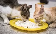 Gak Hanya Whiskas! Ini 6 Alternatif Menu Makan Sehat untuk Kucing Kesayangan