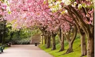 Bunga Sakura Mekar Memukau di Kebun Raya Cibodas, Sensasi Jepang di Jawa Barat