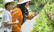 Wisata La Fresa Farm, Nikmati Sensasi Petik Stroberi Jepang yang Manis di Lembang