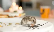 Jangan Panik! Ini Dia 5 Cara Jitu Mengusir Tikus Secara Alami dan Permanen