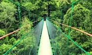 Pesona Canopy Trail Ciwalen, Menjelajah Keindahan Hutan dari Ketinggian