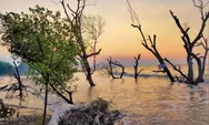 Pantai Cirewang Subang, Surga Tersembunyi di Balik Hutan Mangrove