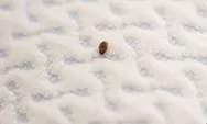 Basmi Tuntas! 6 Cara Mengusir Kutu Kasur dari Hunian Anda dengan Efektif
