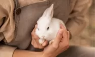 Bukan Sekadar Lucu! Ini 6 Cara Merawat Kelinci dengan Benar