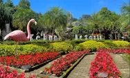 Kebun Begonia Lembang: Pesona Warna-warni Bunga dan Destinasi Edukasi