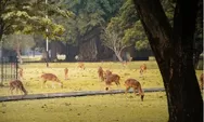 Taman Rusa Kertamanah: Pengalaman Interaktif dengan Rusa Jinak di Pelosok Bandung