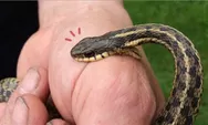 Jangan Anggap Remeh! Ini Bahaya Ular Weling Menurut Ahli