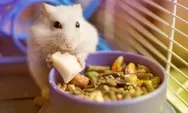 Makanan Sehat untuk Hamster: Apa Saja yang Boleh dan Tidak Boleh Diberikan?