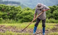 Mengungkap Fakta Unik Hari Tani Nasional yang Diperingati 24 September