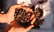 Mengenal Sejarah dan Makna Hari Kopi Internasional yang Dirayakan Setiap 1 Oktober