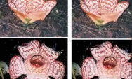Pakar Ungkap Cara Efektif Melindungi Rafflesia hasseltii dari Kepunahan