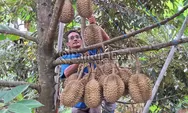 Menikmati Aneka Durian di Pekalongan Langsung Petik dari Pohonnya