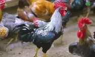 Cara Mudah Memelihara Ayam Kampung Unggul KUB Bagi Pemula Skala Rumahan
