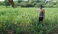 Polsek Lumajang Kota Tinjau Lahan Jagung Warga Dukung Program Ketahanan Pangan di Jatim